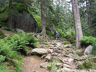 Bayerischer Wald